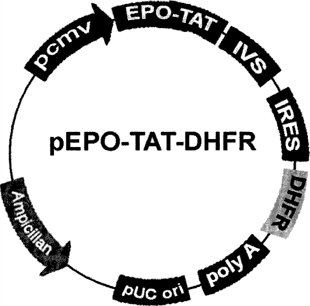 Blood brain barrier penetrable erythropoietin (EPO) and application thereof