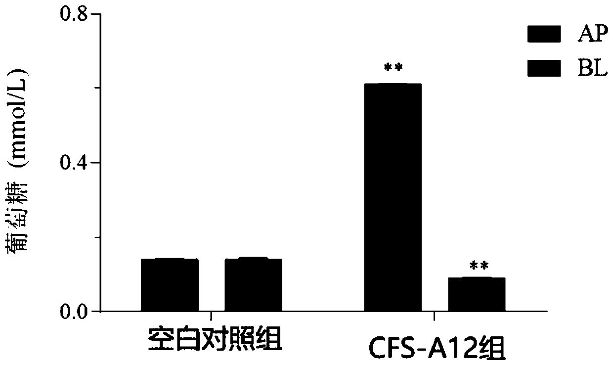 Bifidobacterium animal and application thereof in controlling diabetes or hyperlipidemia, particularly in weight gain or obesity