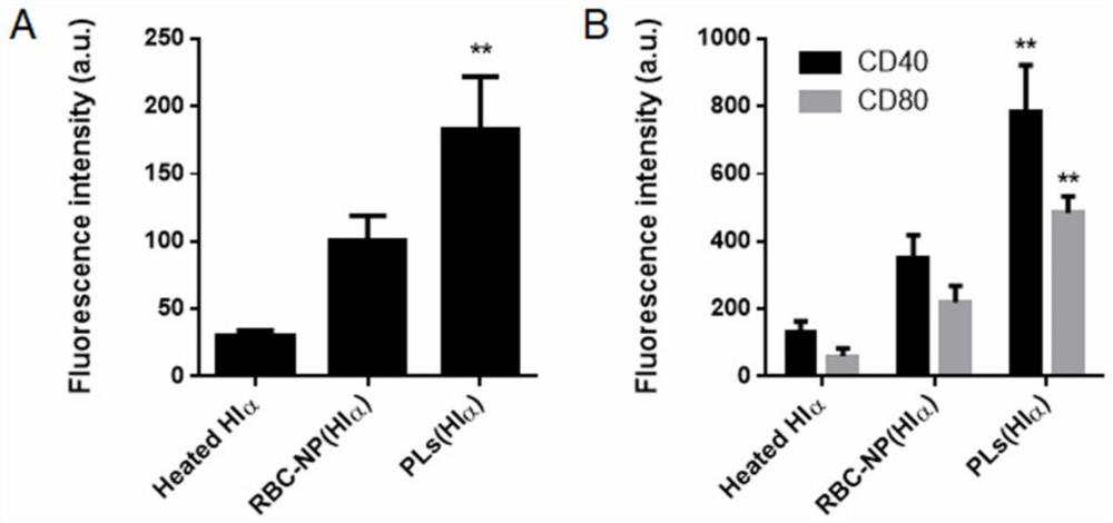 Bacterial toxin vaccine and application thereof in preventing bacterial infection