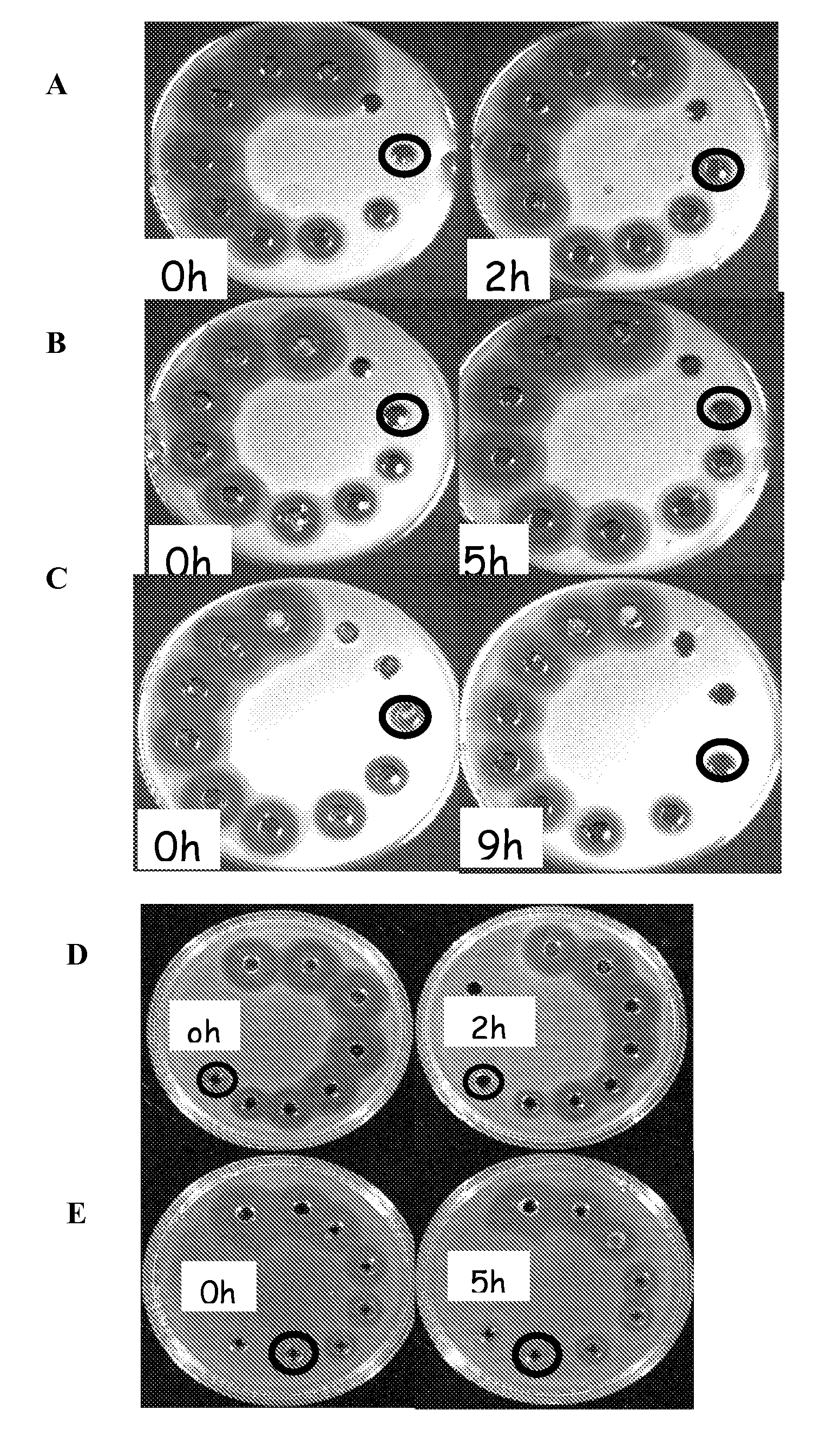 Thuricin cd, an antimicrobial for specifically targeting clostridium difficile