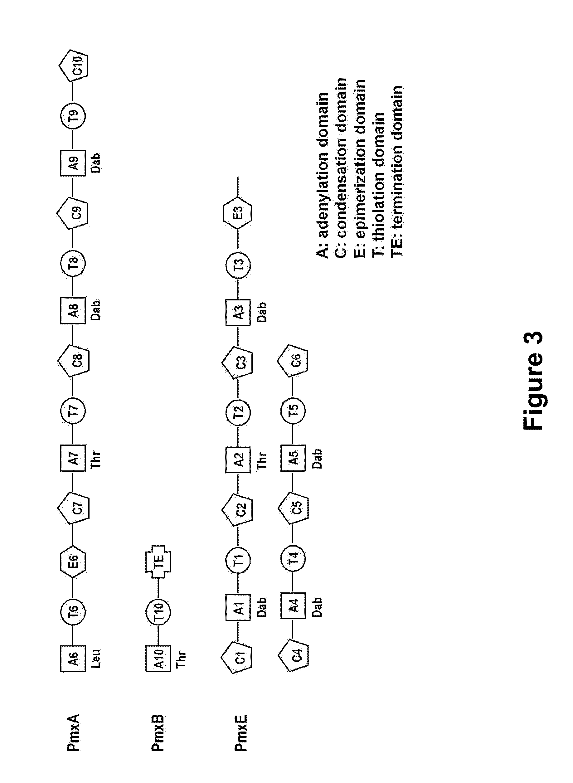 Polymyxin synthetase and gene cluster thereof