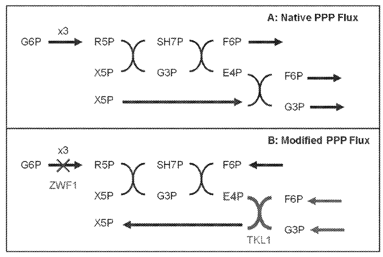 Benzylisoquinoline alkaloid (BIA) precursor producing microbes, and methods of making and using the same