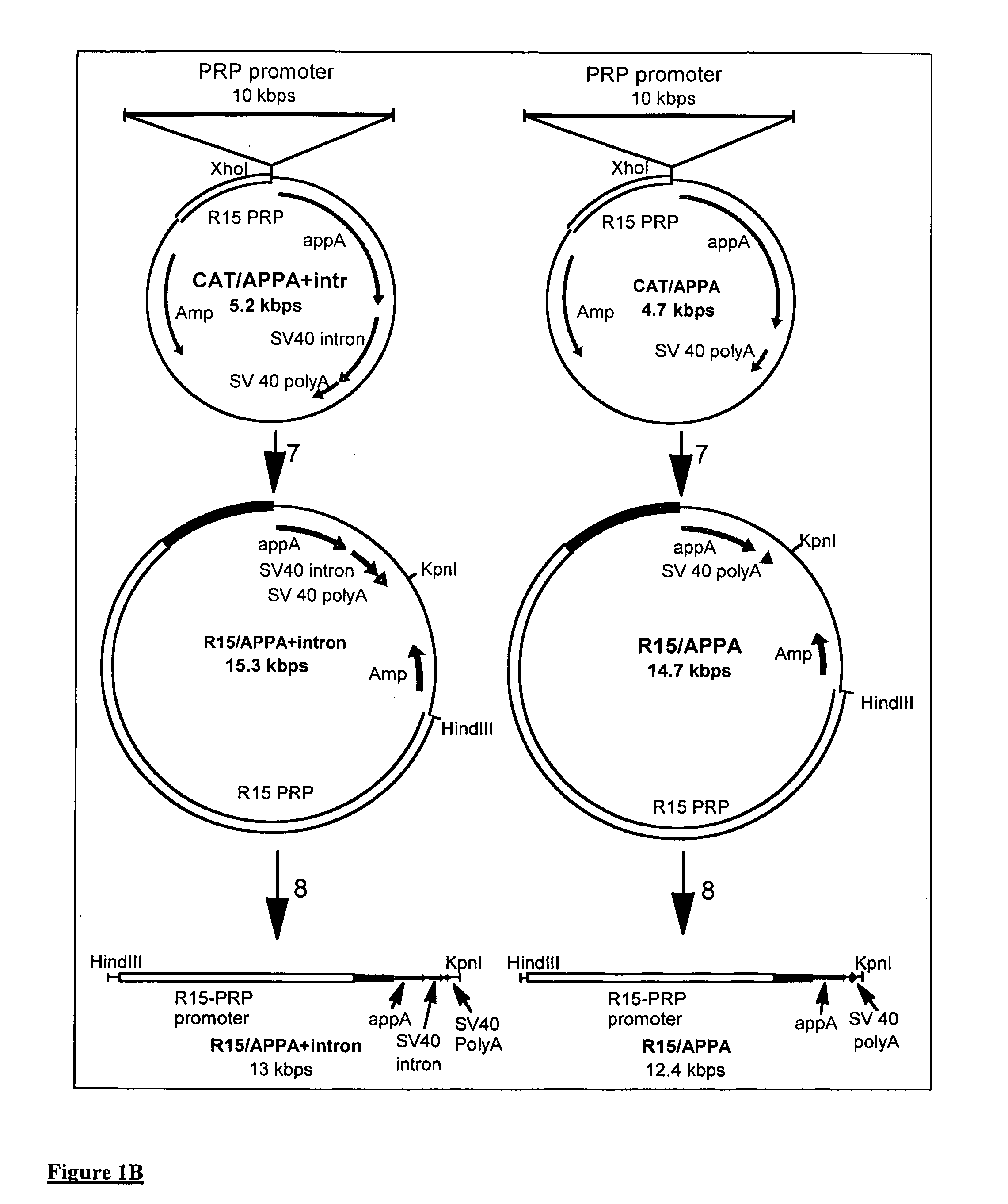 Transgenic animals expressing salivary proteins