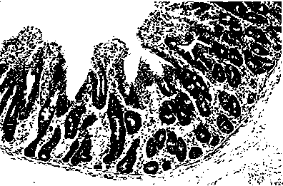 Application of serum ssc-mir-194b as a molecular marker for detecting intestinal stress injury in piglets