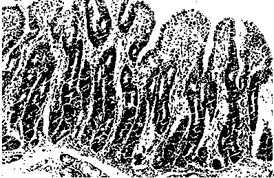 Application of serum ssc-mir-194b as a molecular marker for detecting intestinal stress injury in piglets