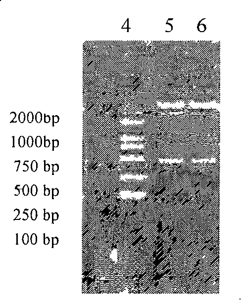 Process for preparing human leucocyte interleukin 24 by genetic engineering and it expressing carrier and engineering bacterium