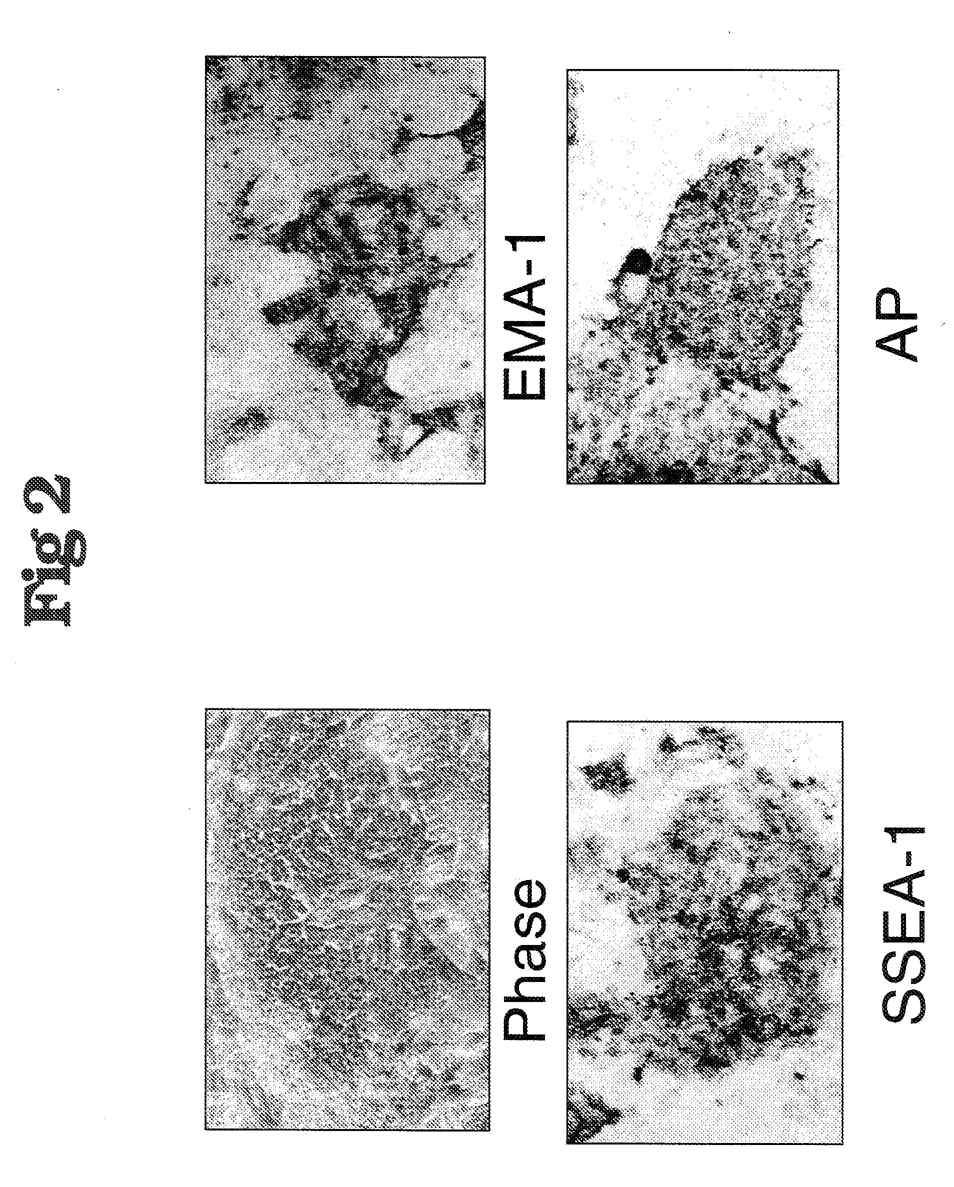 Tissue Specific Expression of Exogenous Proteins in Transgenic Chickens