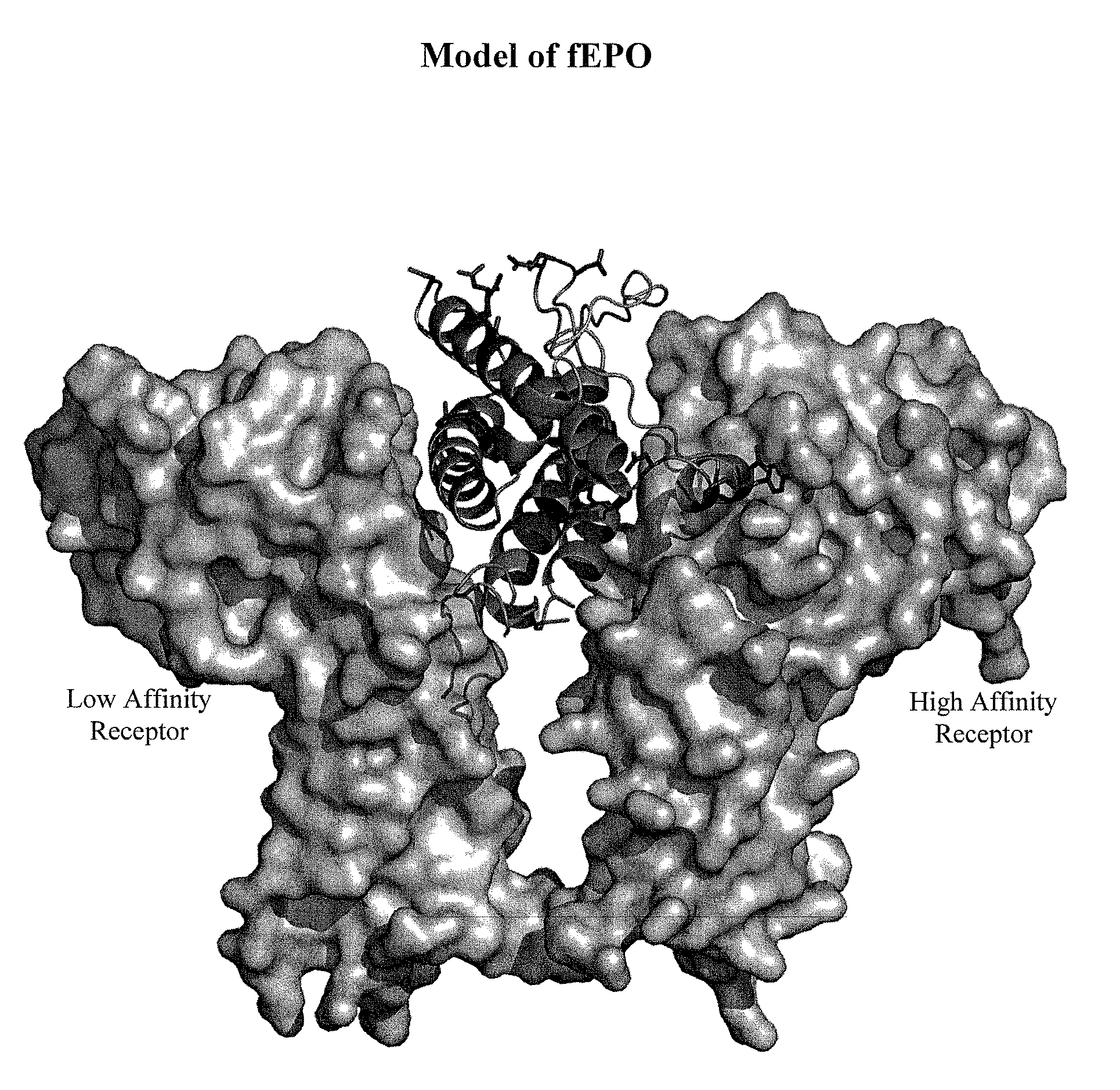 Modified animal erythropoietin polypeptides and their uses