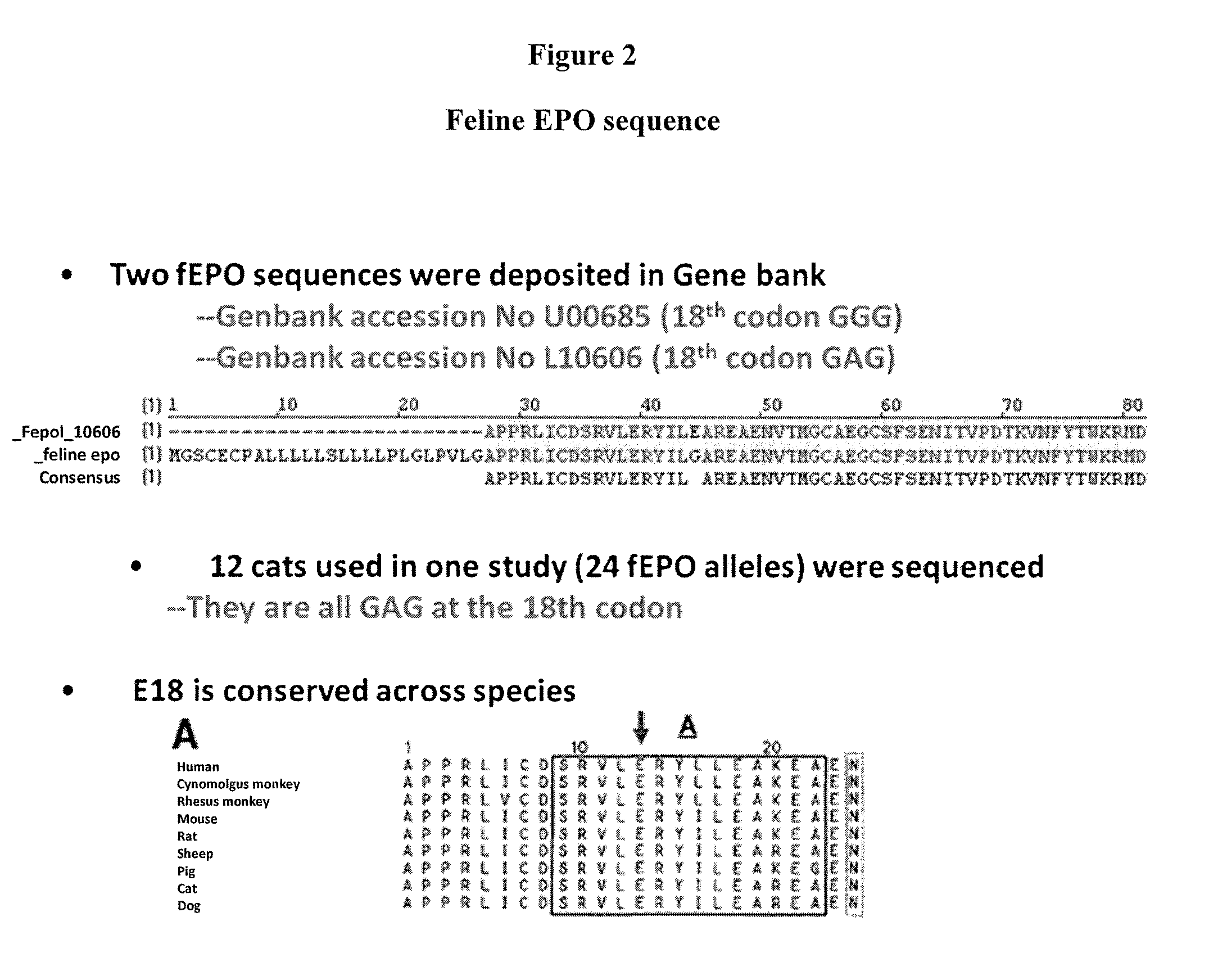 Modified animal erythropoietin polypeptides and their uses