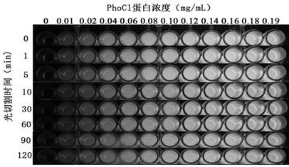 Light cleavable protein mutant with high light cleavage efficiency and application thereof