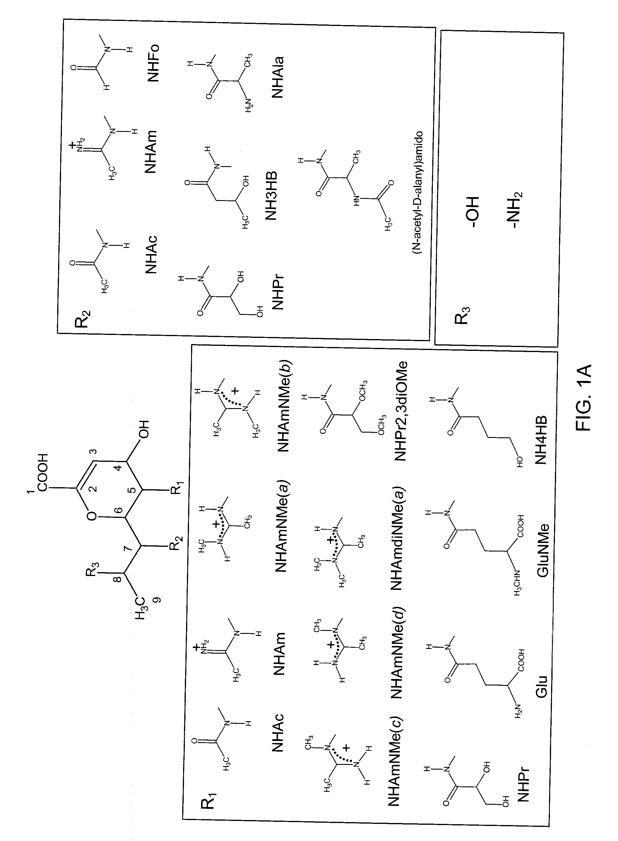 Inhibitors of sialidase or sialidase-like enzymes