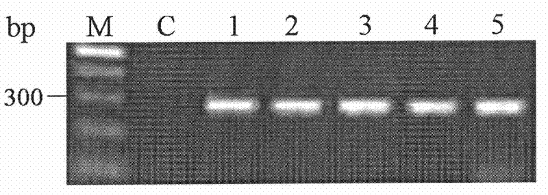 Molecular detection method and application for zearalenone toxin