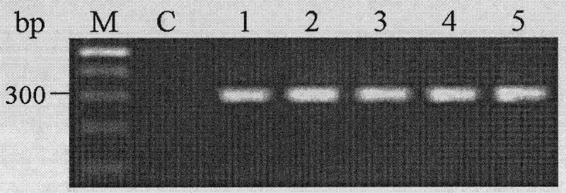 Molecular detection method and application for zearalenone toxin