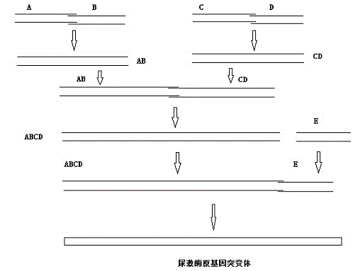 Pro-urokinase gene mutant and preparation method thereof