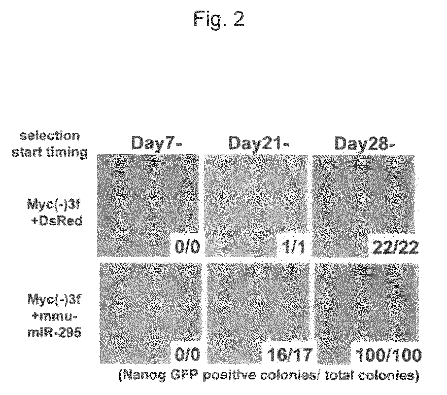 Efficient method for nuclear reprogramming