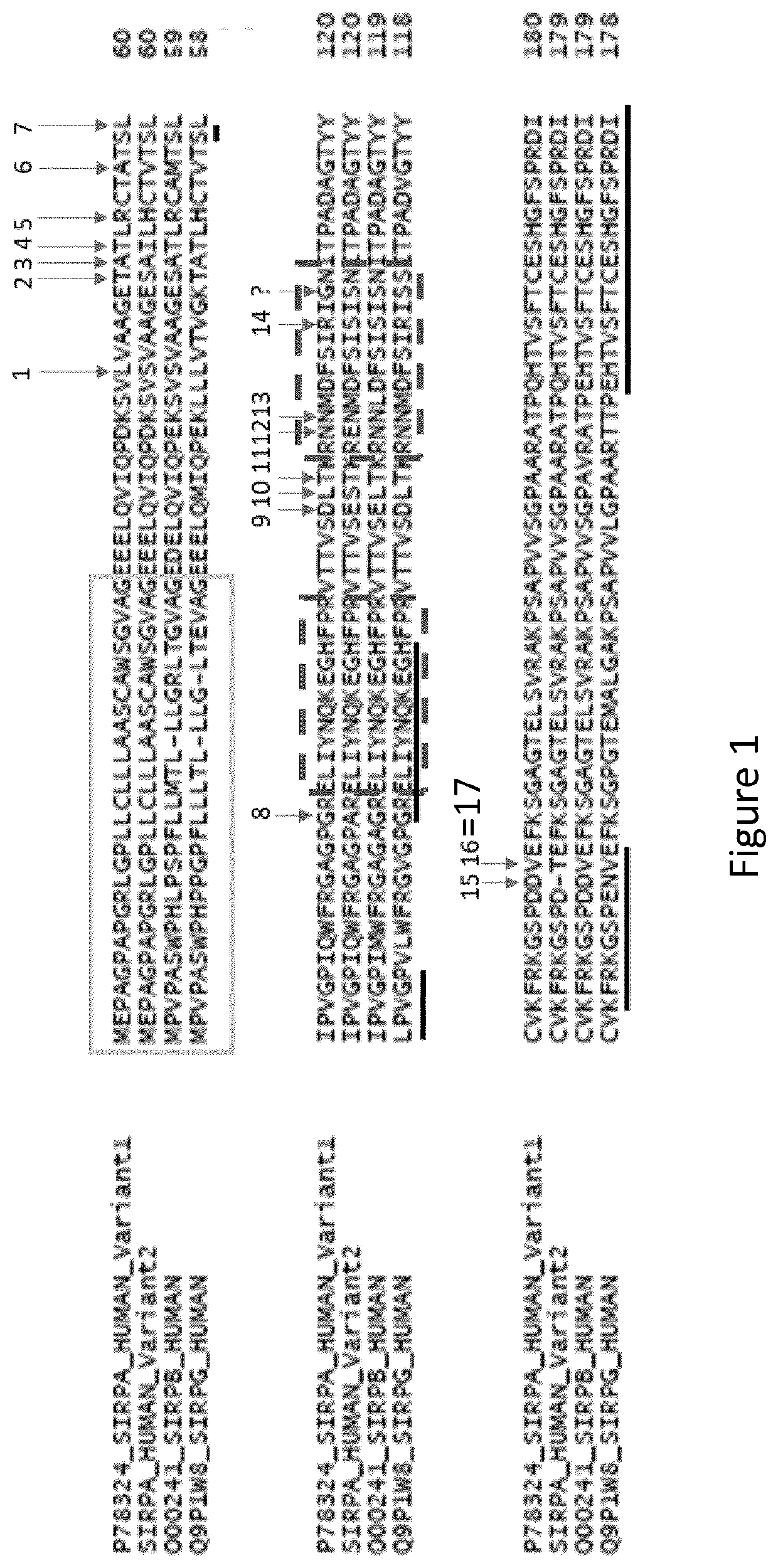 Use of Anti-human sirpa v1 antibodies and method for producing Anti-sirpa v1 antibodies