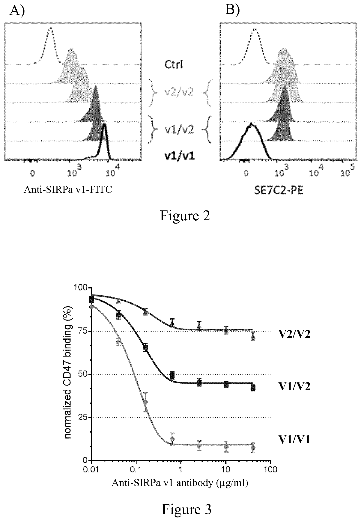 Use of Anti-human sirpa v1 antibodies and method for producing Anti-sirpa v1 antibodies