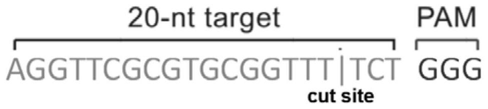 Recombinant adenovirus vaccine for African swine fever and construction method of recombinant adenovirus vaccine