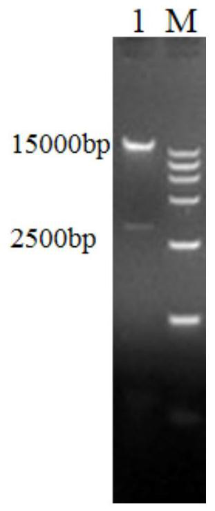 Recombinant adenovirus vaccine for African swine fever and construction method of recombinant adenovirus vaccine