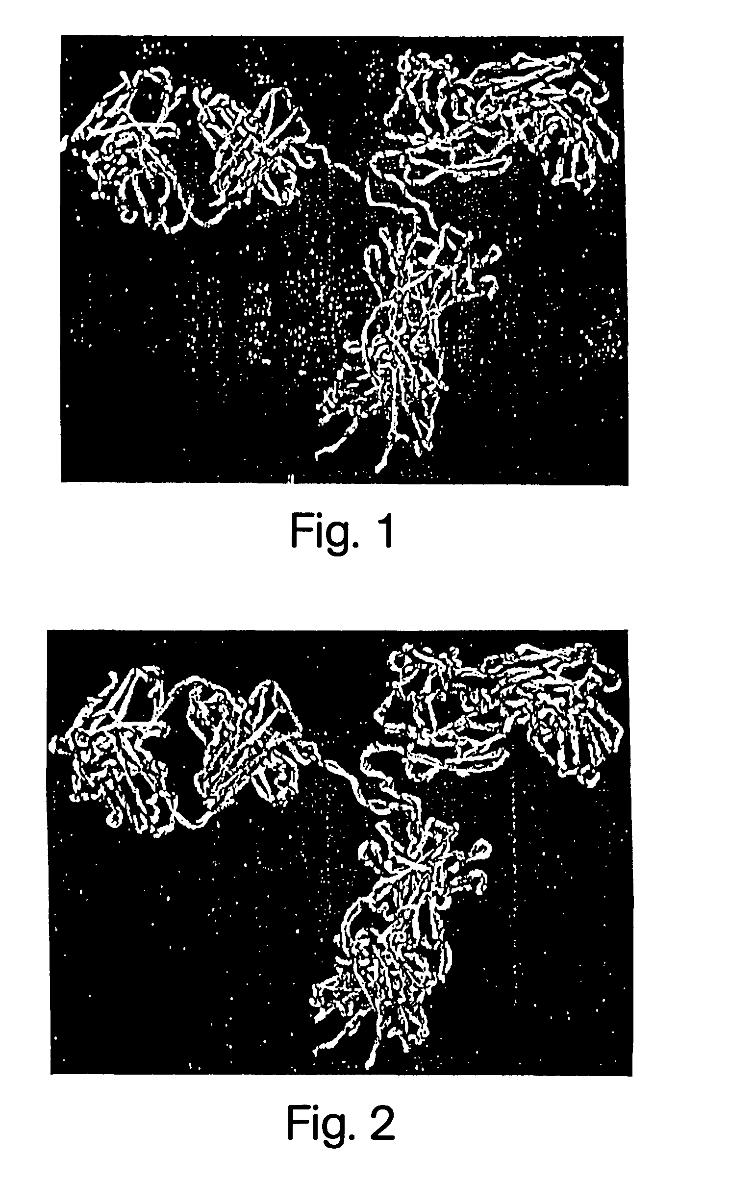 Phosphorylated polypeptides and uses related thereto