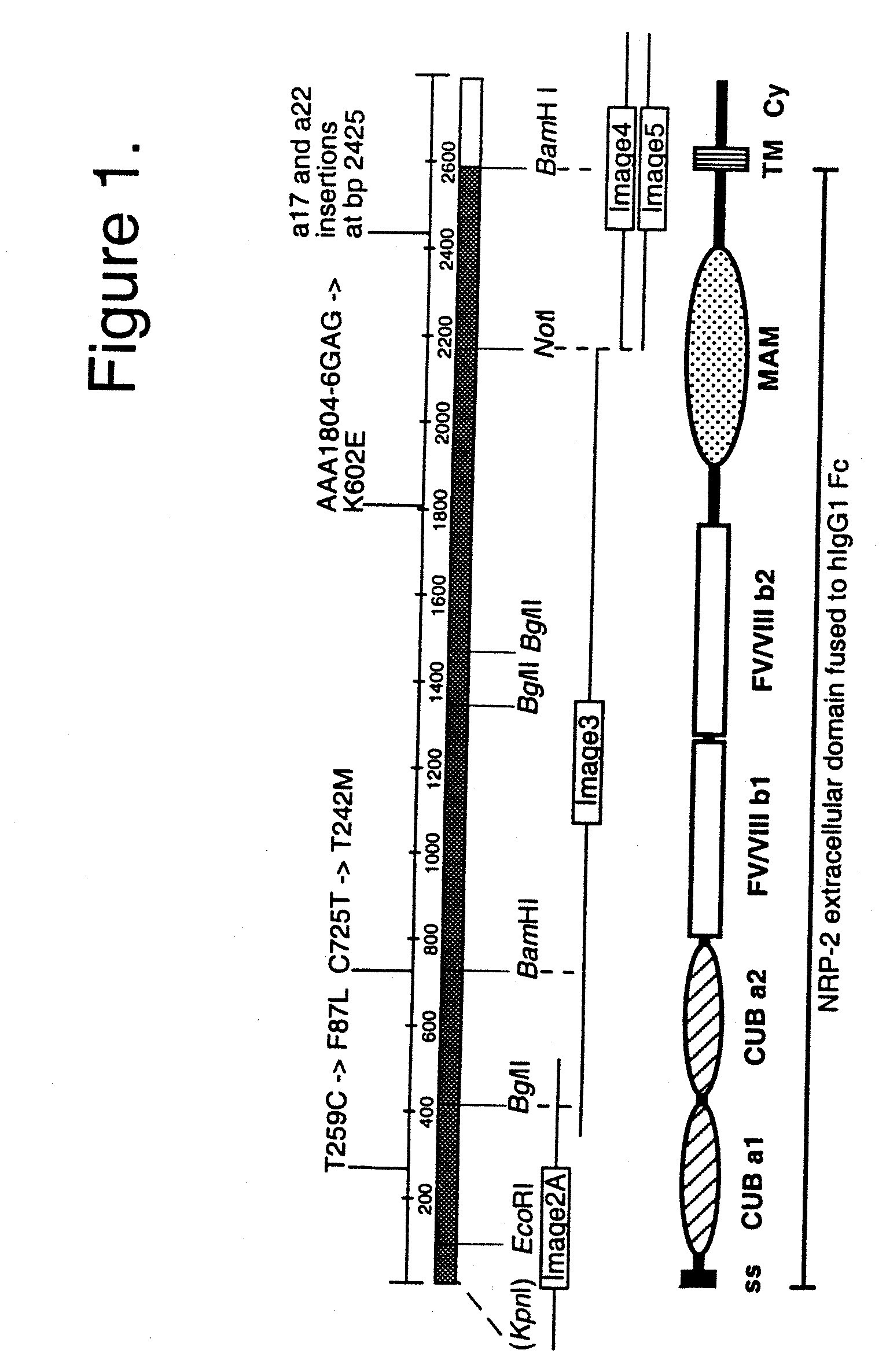 Neuropilin/VEGF-C/VEGFR-3 Materials and Methods