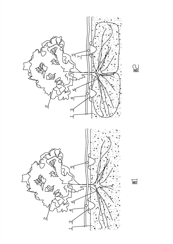 Pit-type water-saving irrigation method of forests