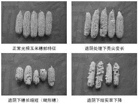 A kind of corn growth chemical regulator and its application method