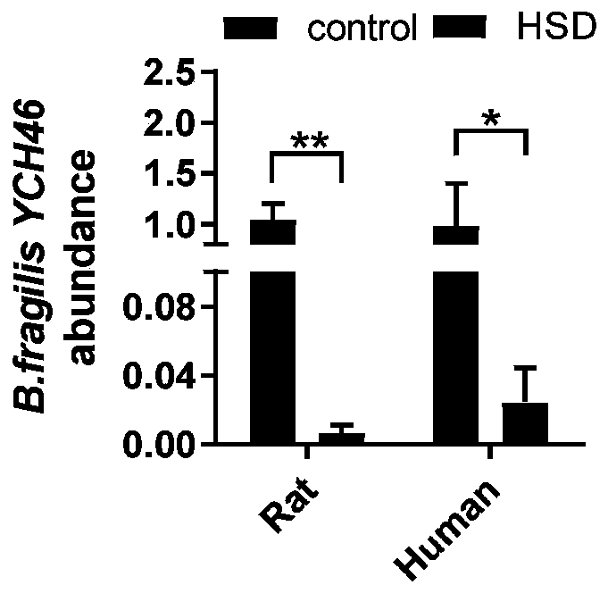 Application of bacteroides fragilis YCH46 in preparation of drugs for treatment or adjuvant treatment of hypertension