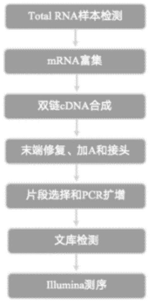 Dendrobium officinale compound preparation capable of reducing blood sugar as well as preparation method and application of dendrobium officinale compound preparation