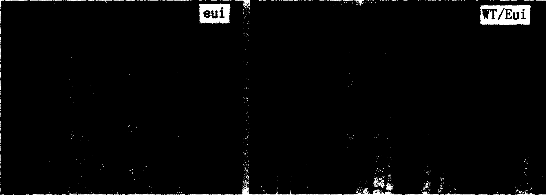 Paddy rice stalk extension gene, coded protein and application thereof