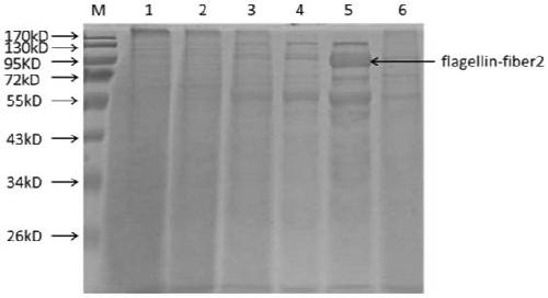 Flaggelin-fiber2 fusion protein, and preparation method and application thereof