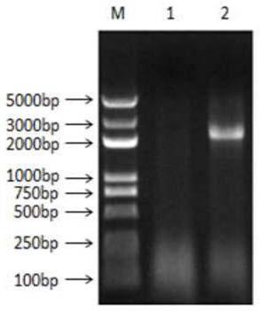 Flaggelin-fiber2 fusion protein, and preparation method and application thereof