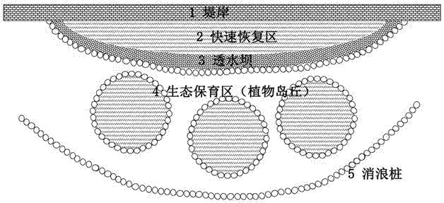 Method for rapidly restoring foreshore wetland outside levee