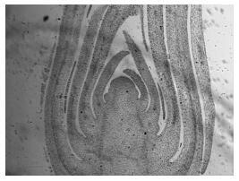 Paraffin Section Method for Leaf and Flower Buds of Larger Explants of Carnation