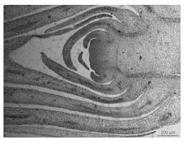 Paraffin Section Method for Leaf and Flower Buds of Larger Explants of Carnation