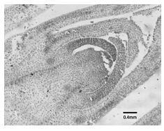 Paraffin Section Method for Leaf and Flower Buds of Larger Explants of Carnation