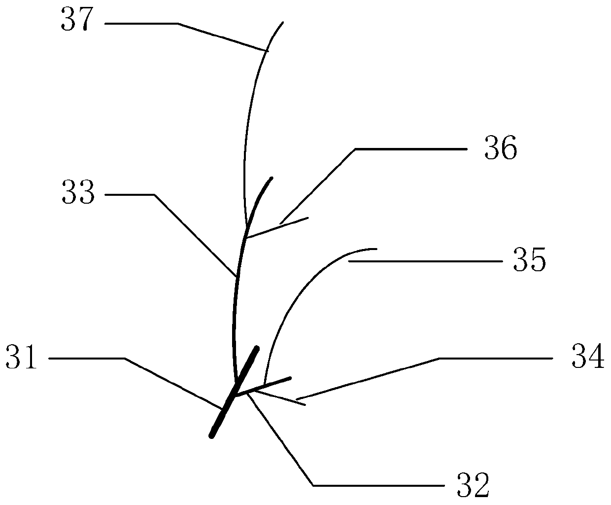 T-shaped grape tree shape and forming method thereof