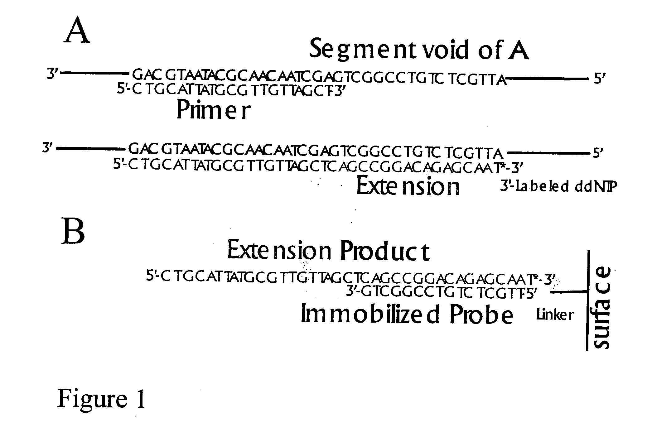 DNA sequence detection by limited primer extension