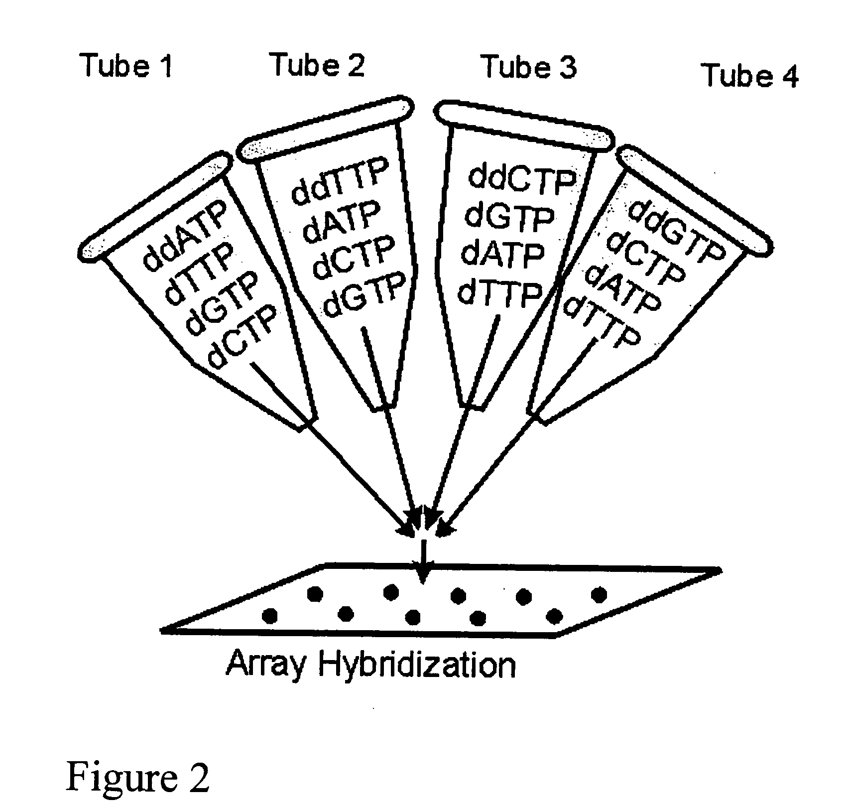 DNA sequence detection by limited primer extension