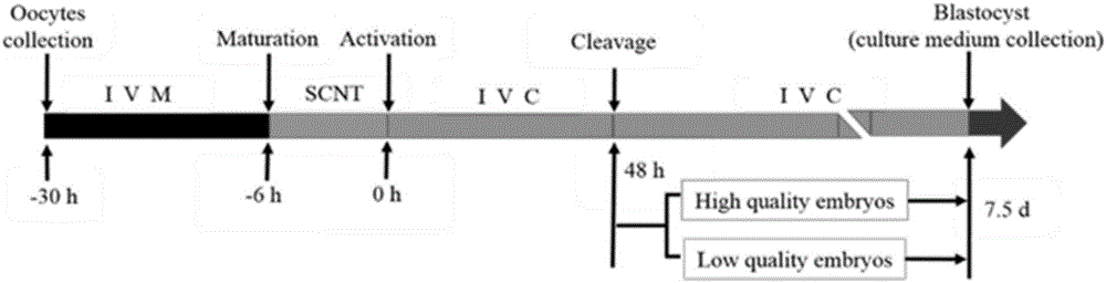 Screening method of different metabolites for evaluating goat transgenic cloned embryo quality based on gas chromatography-mass spectrum combined technique and morphology