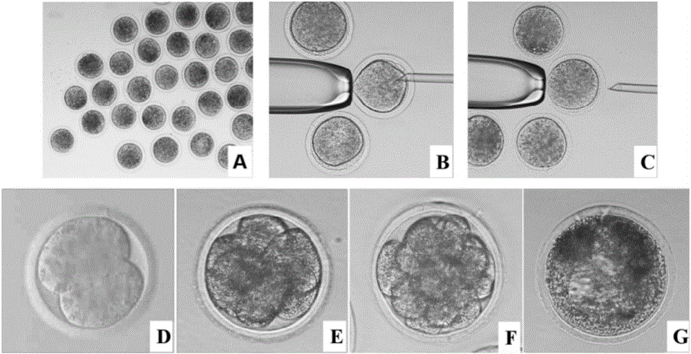 Screening method of different metabolites for evaluating goat transgenic cloned embryo quality based on gas chromatography-mass spectrum combined technique and morphology