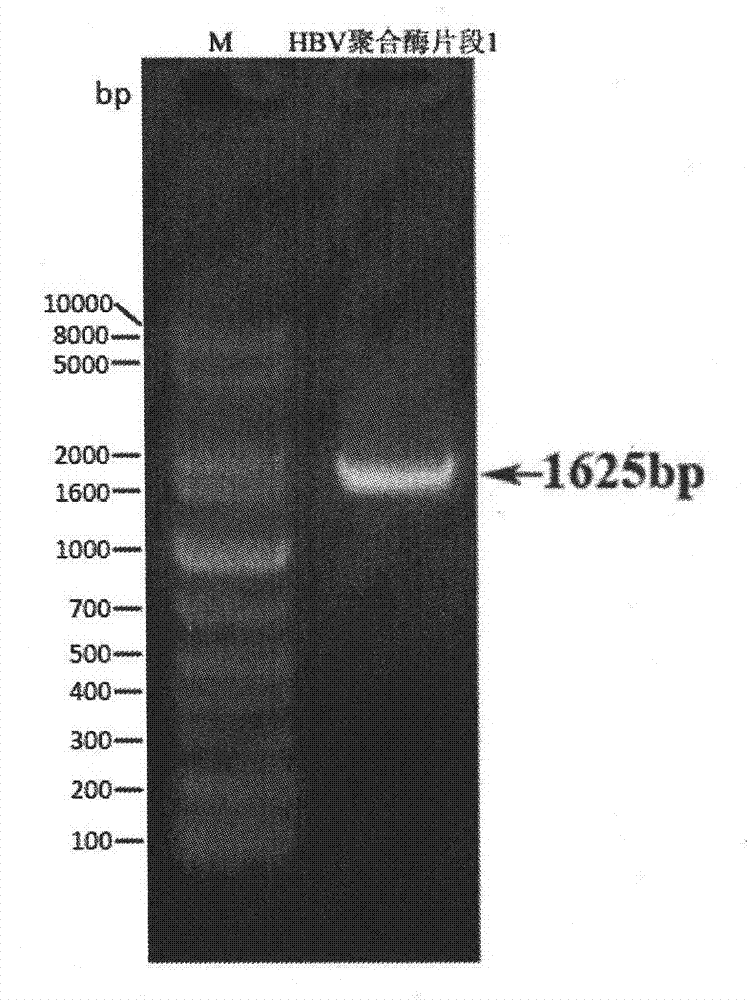 siRNA molecule for interfering HBV gene and antiviral application thereof