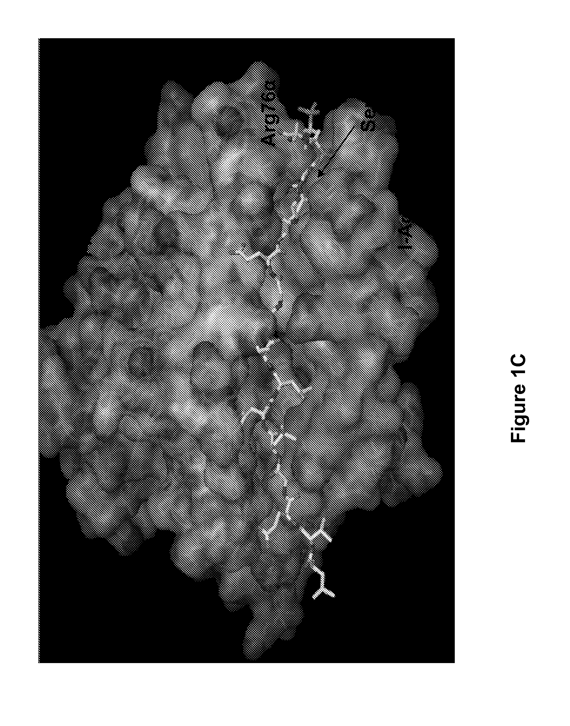 Therapeutic compositions and methods for the prevention of autoimmune diseases