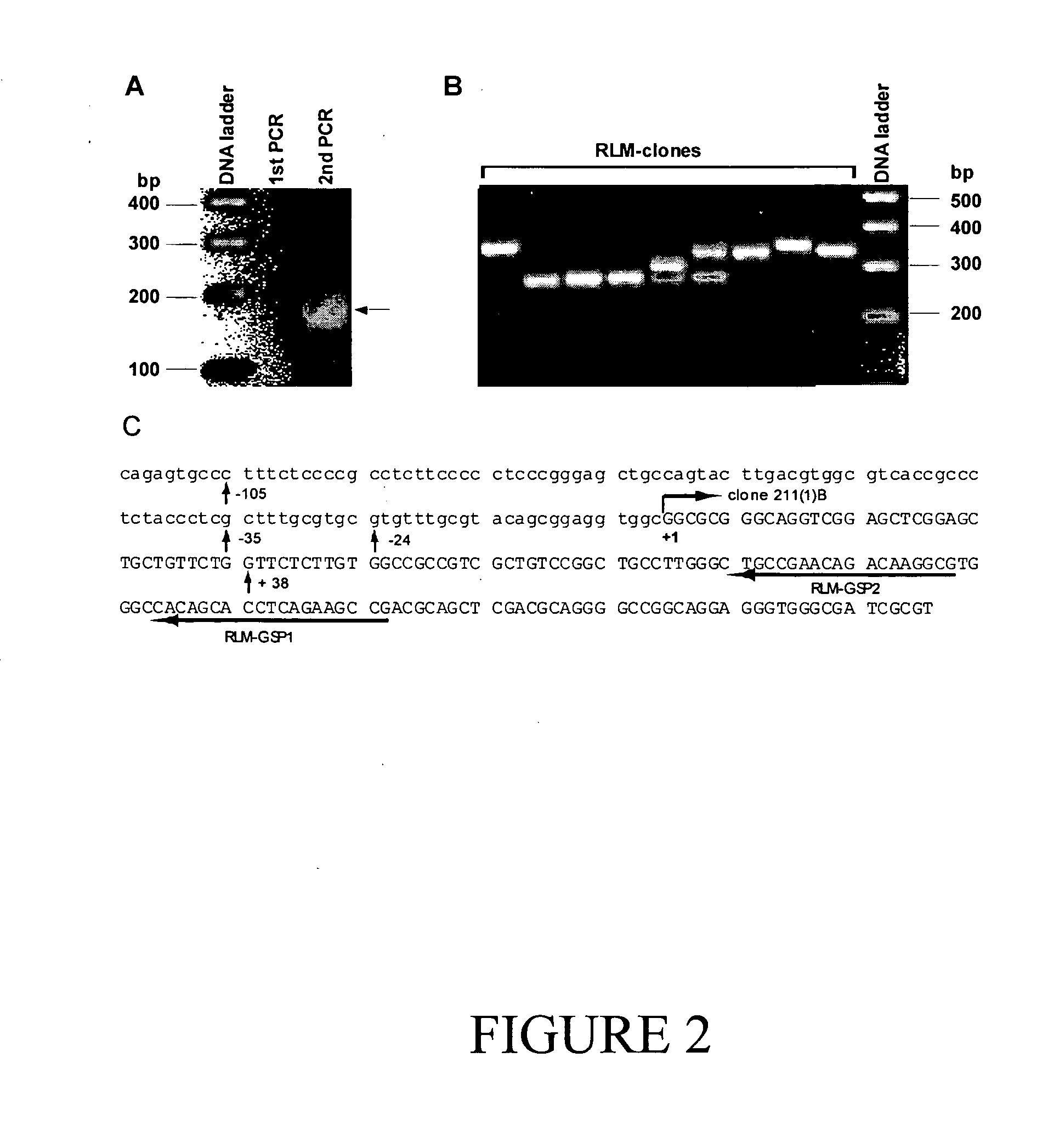 Novel polynucleotides and uses therefor