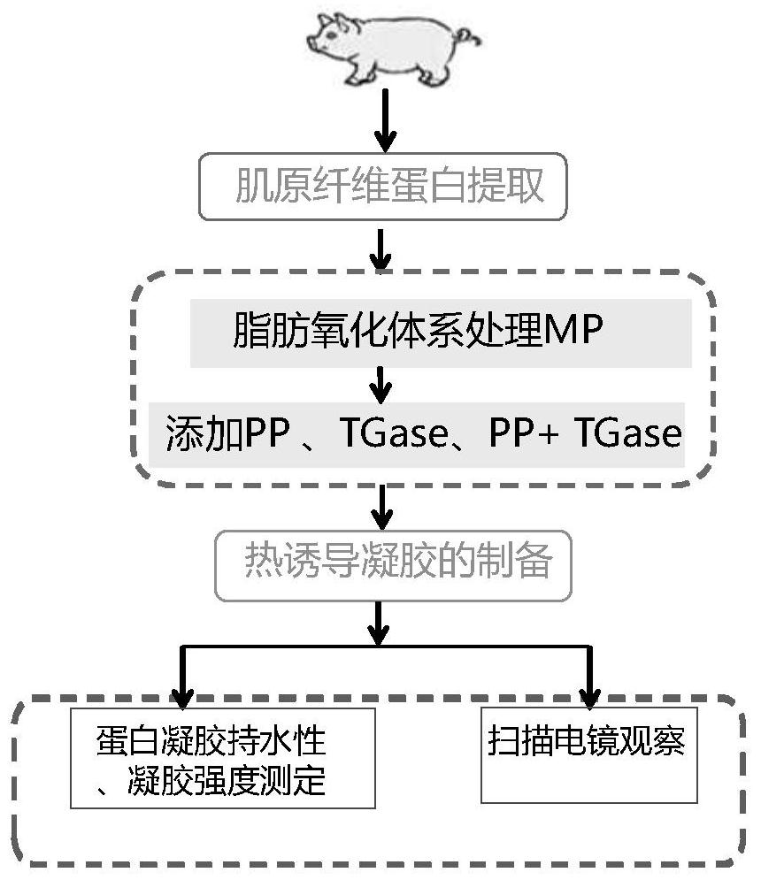 Method for repairing performance of oxidative damage protein gel based on PP-TGase