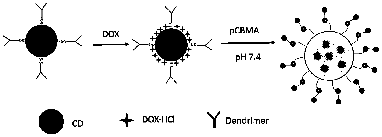 A tumor microenvironment-responsive nanoparticle based on peptide dendrimer modified fluorescent carbon dots and its preparation method