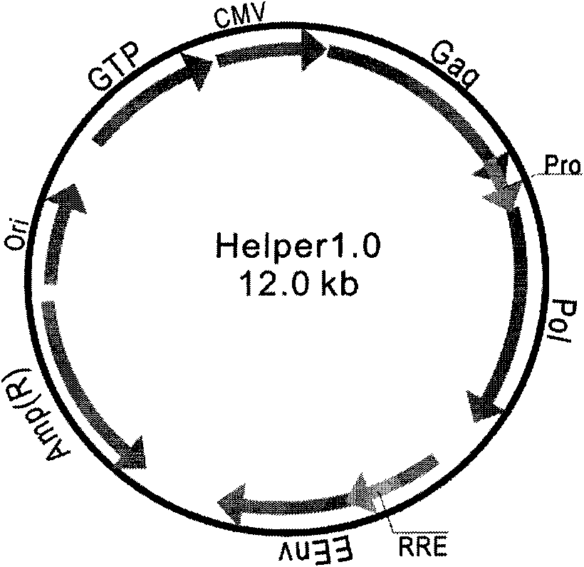 Construction of recombined lentivirus vector aiming at PKC gamma gene RNA interference and application thereof