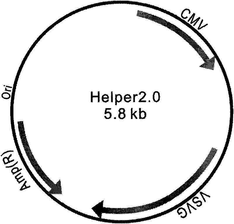 Construction of recombined lentivirus vector aiming at PKC gamma gene RNA interference and application thereof