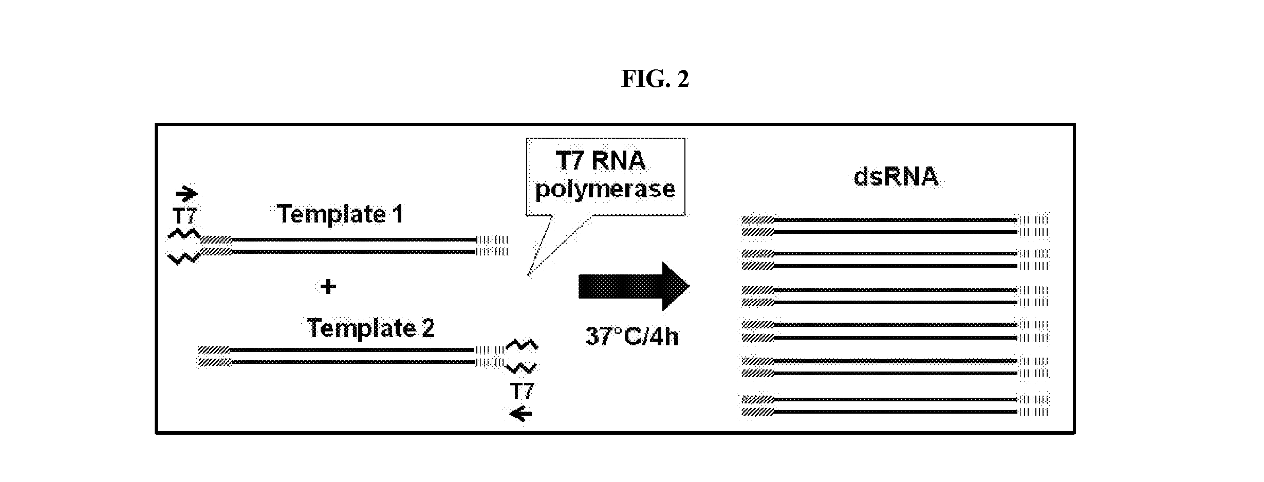 Snap25 nucleic acid molecules to control insect pests