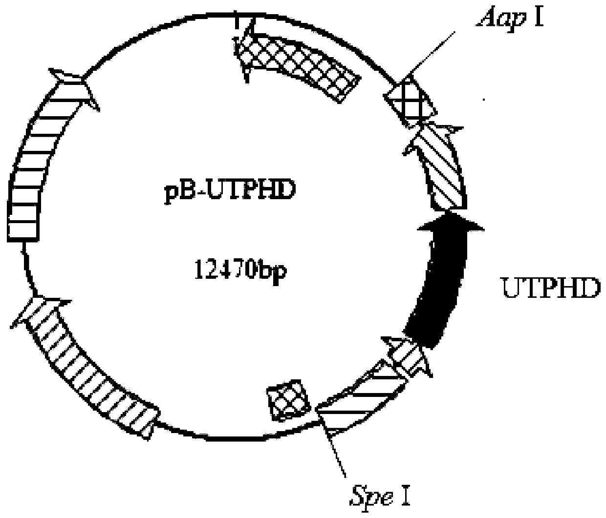 High-expression cytochrome P450 monooxygenase aspergillus ochraceus strain and construction method and application thereof